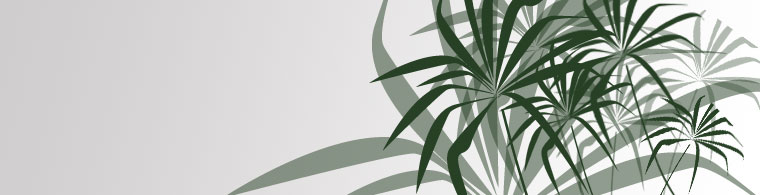 Header Graphic